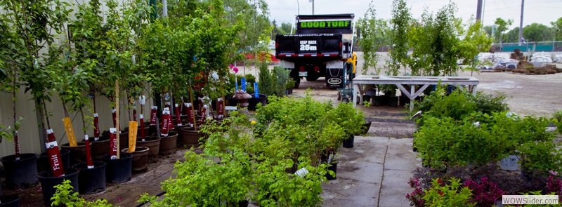Our Variety of Trees and Shrubs