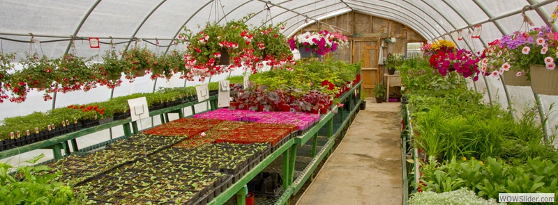 Check out our Perennials, Tomatos and Herbs!
