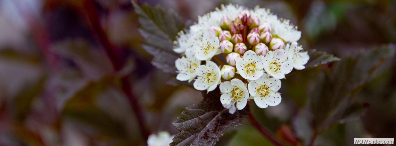 Flowering Shrubs