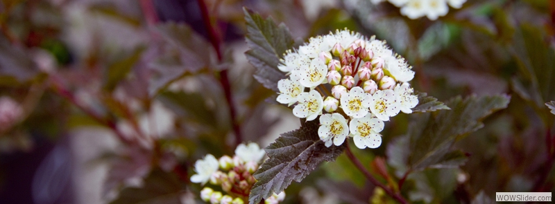 Flowering Shrubs