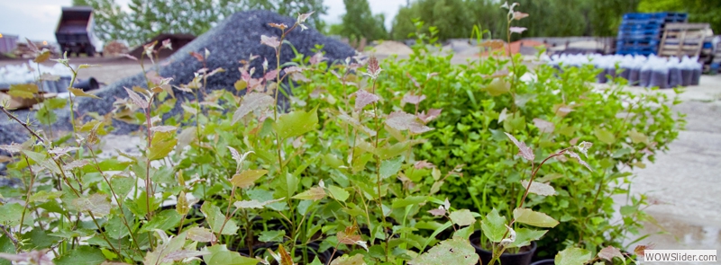 Large Variety of Shrubs