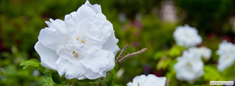 Flowering Shrubs