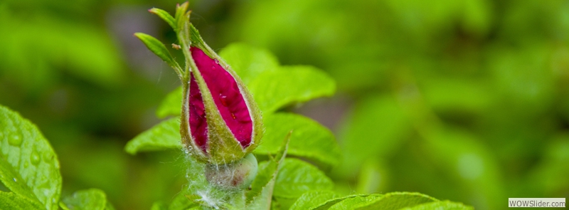 Flowering Roses