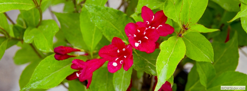 Flowering Shrubs