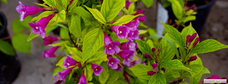 Flowering Shrubs