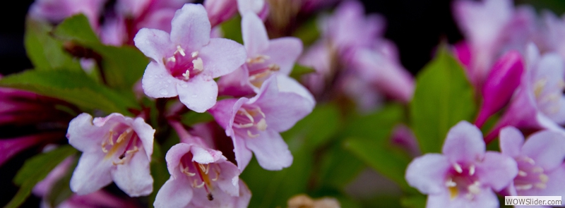 Flowering Shrubs