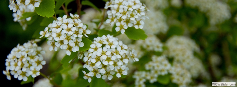 Flowering Shrubs