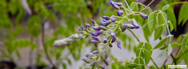 Flowering Shrubs