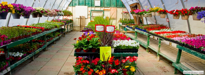 Our Complete Greenhouse