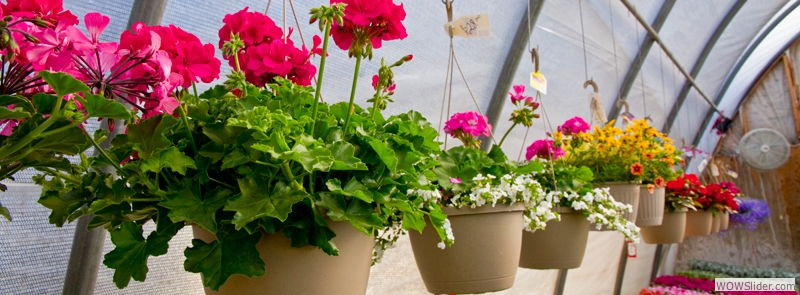 Our Variety of Hanging Baskets