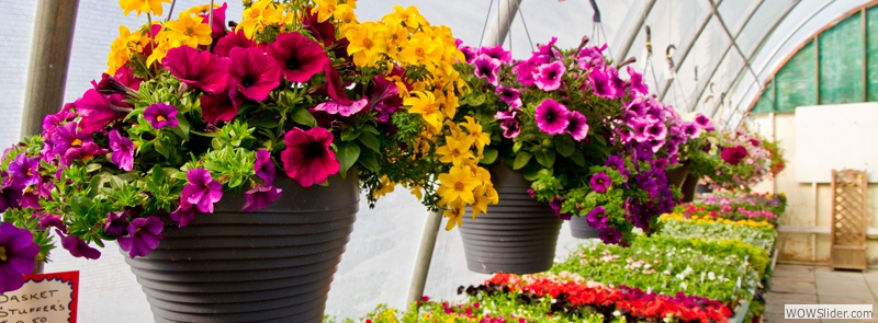 Our Variety of Hanging Baskets