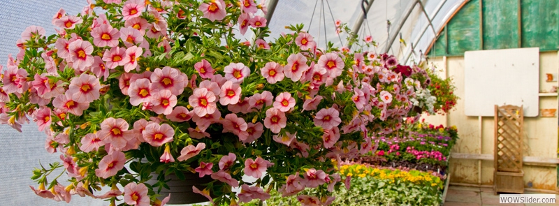 Our Variety of Hanging Baskets