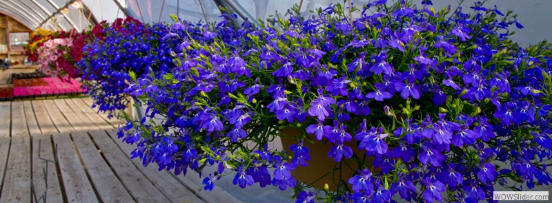 Our Variety of Hanging Baskets