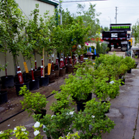 Trees and Shrubs