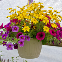 Hanging Baskets